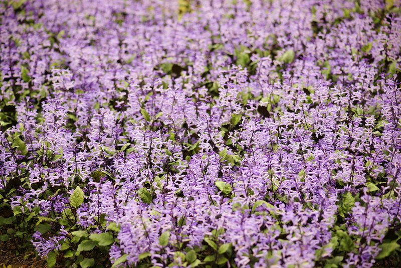 夢幻紫2.jpg