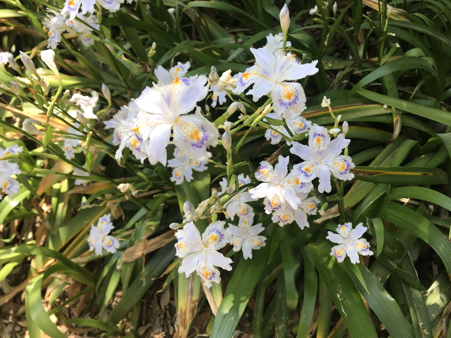 Flowers_of_Iris_japonica_20180501.jpg