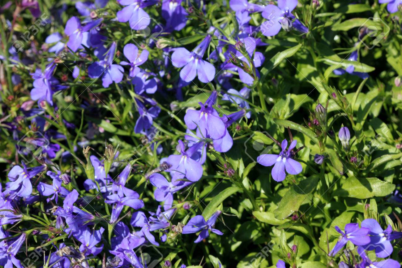 83975760-lobelia-erinus-sky-blue-herbaceous-annual-with-trailing-habit-and-sky-b.jpg