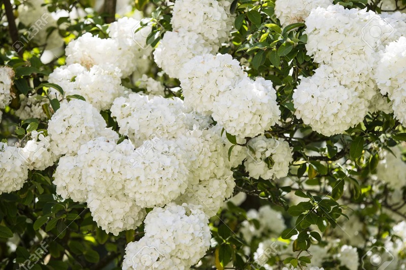 77985164-flowers-of-viburnum-macrocephalum-chinese-snowball-species-of-flowering.jpg