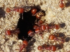 十大焦點的螞蟻 (12種入榜)