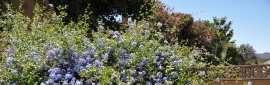 選出以下最美的紫色花 (5個)