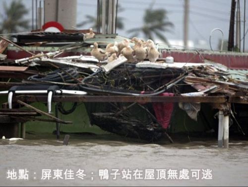 屏東佳冬，鴨子站在屋頂無處可逃。來源：臺灣《聯合報》.jpg