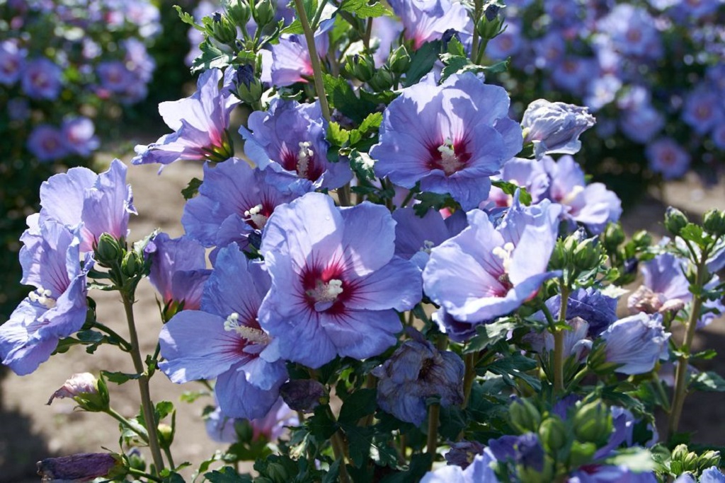 hibiscus-coelestis-21-08-web-04_origin_img.jpg