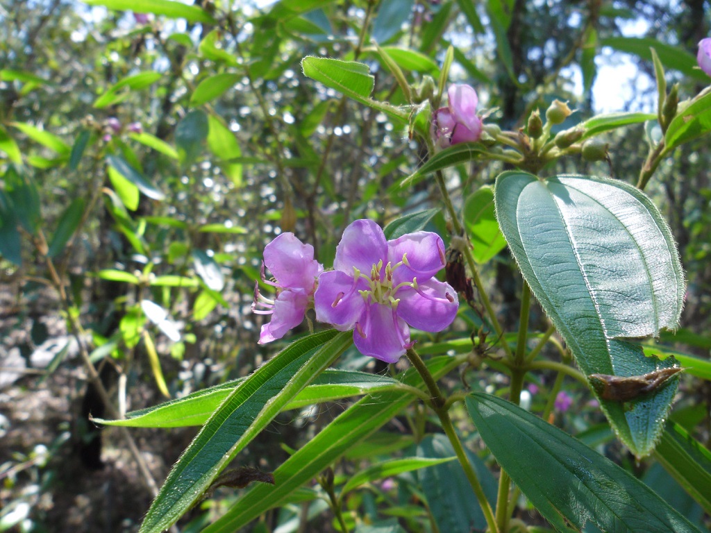 Melastoma-malabathricum-flowers.jpg